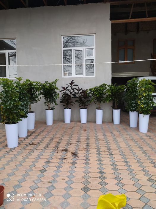 Ofis va xonadon uchun mos gullar sotiladi