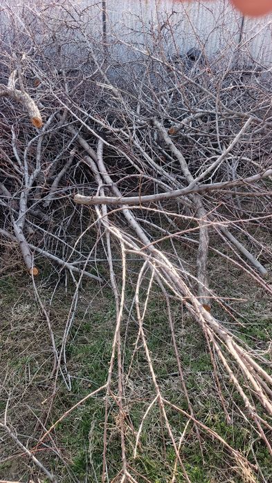 Ветки деревьев дрова бесплатно