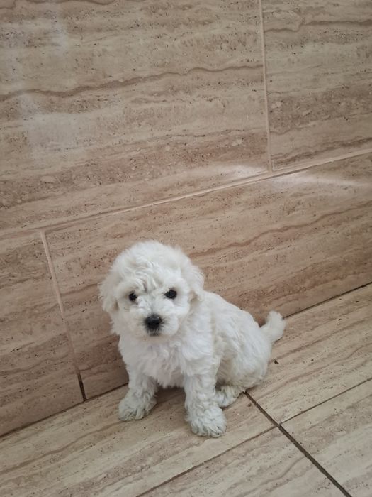 Bichon  Maltez 8 săptămâni !