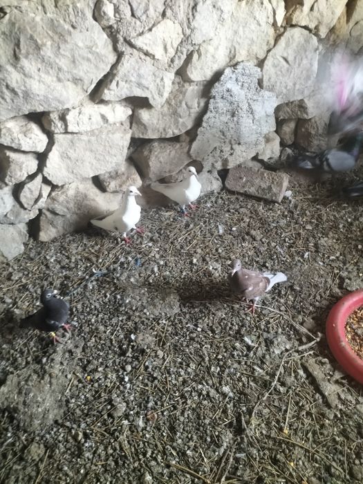 Porumbei voiajori pui