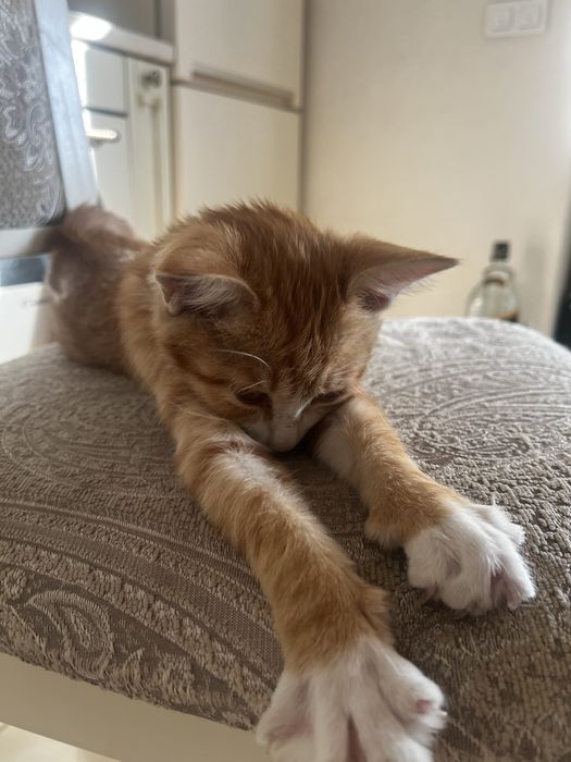 Котенок в хорошие руки