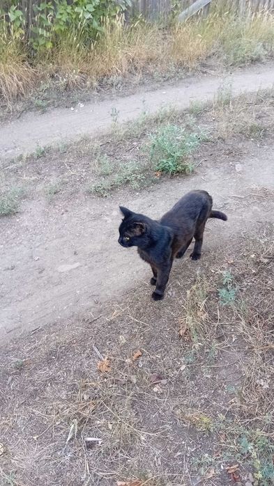 Дарю чёрного кота