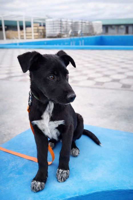 Щенок мальчик в добрые руки