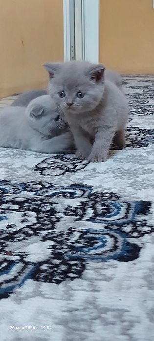 Котята: скоттиш-фолд и скоттиш-страйт