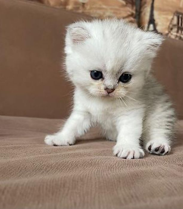 Шиншилла серебро и золото