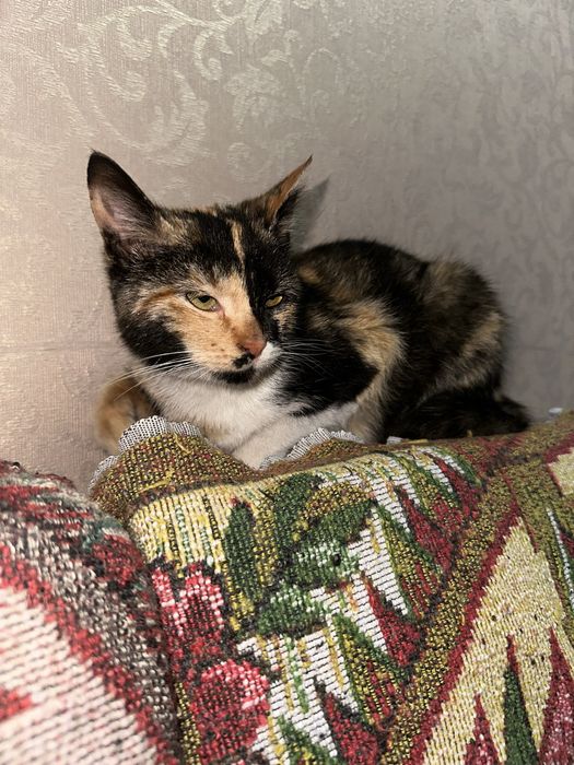 В добрые руки / Bepul mushuk