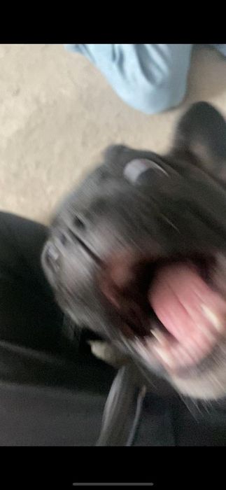 Французский бульдог на вязку