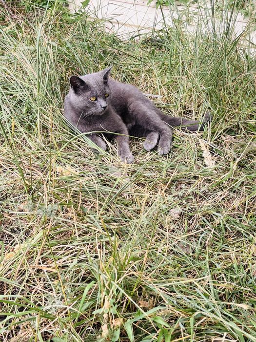 Ищем любящих хозяев  для кота
