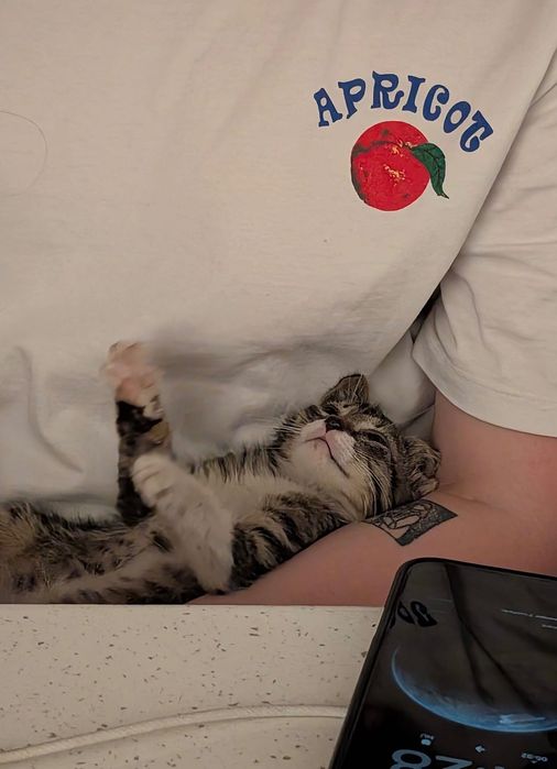 Adopție pui de pisică