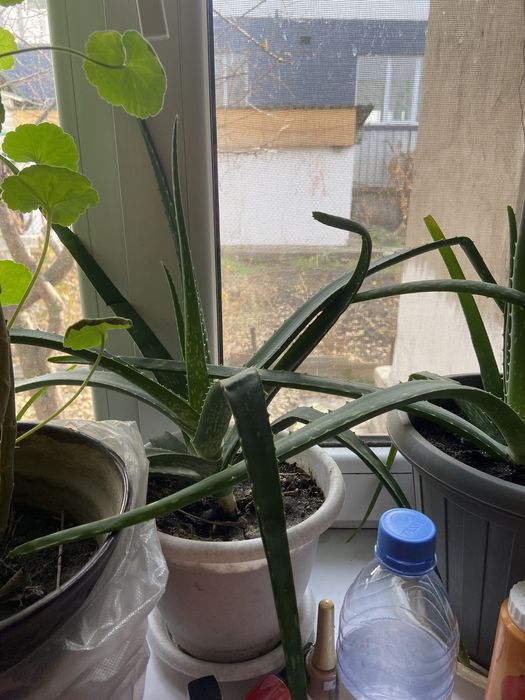 Продаю алоэ.Алое-вера