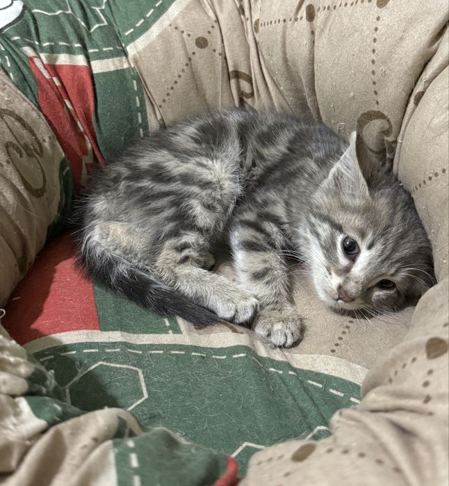 Отдам даром котенка