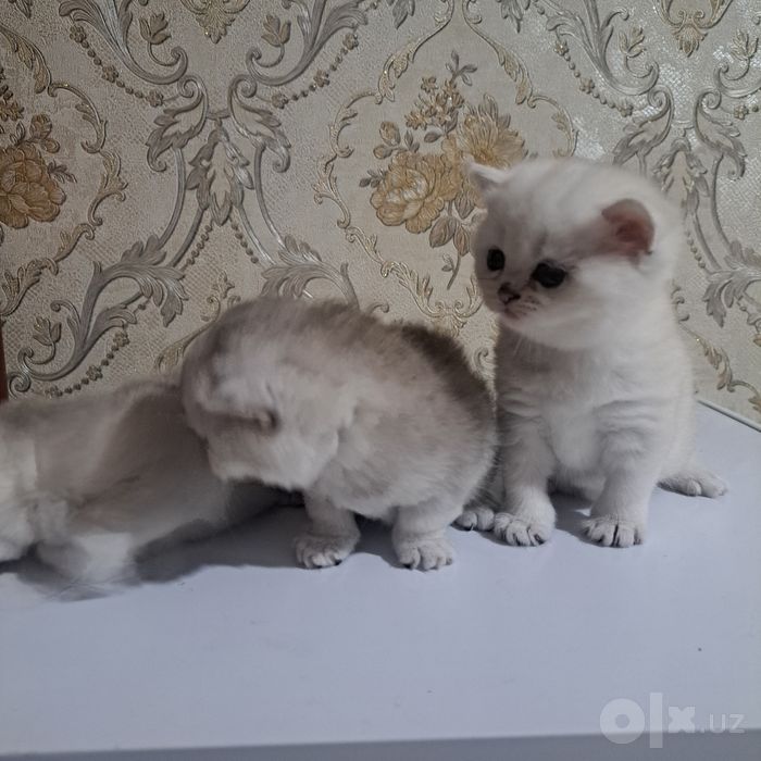 Britan chinchilla