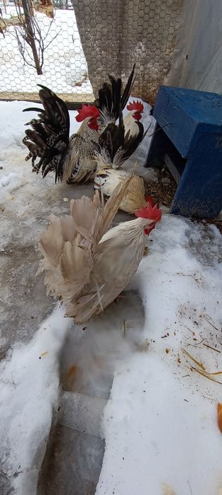 Cocoși chabo tineri de prăsilă