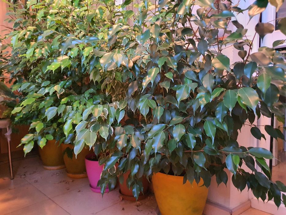 Продавам 4 бр.фикуси Бенджамин