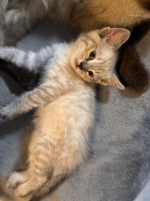 Ищем хозяина для котенка