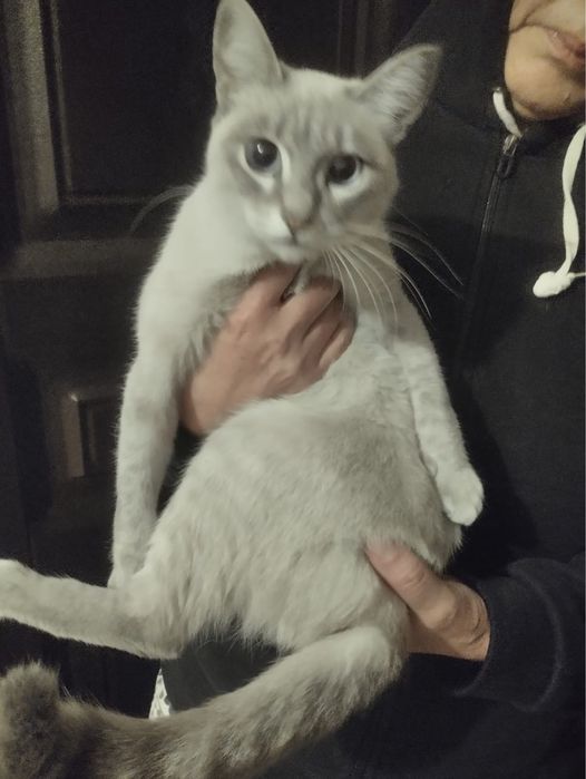 Кошка балинез даром