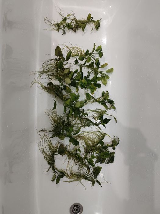 Анубиас Нано и Нано Петит