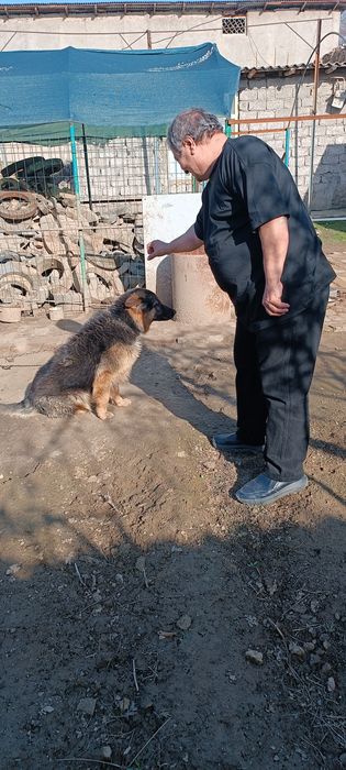 Продается овчарка