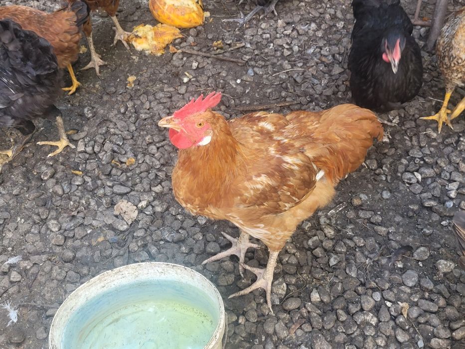 Cocoși diferite rase