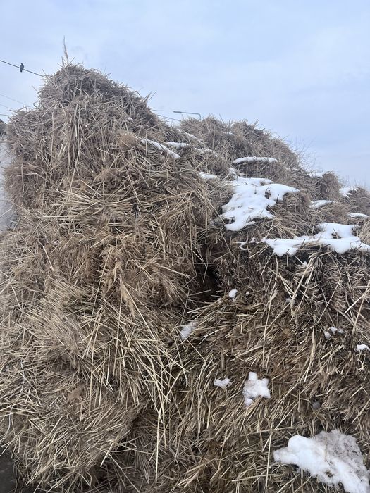 Қамыс прес.