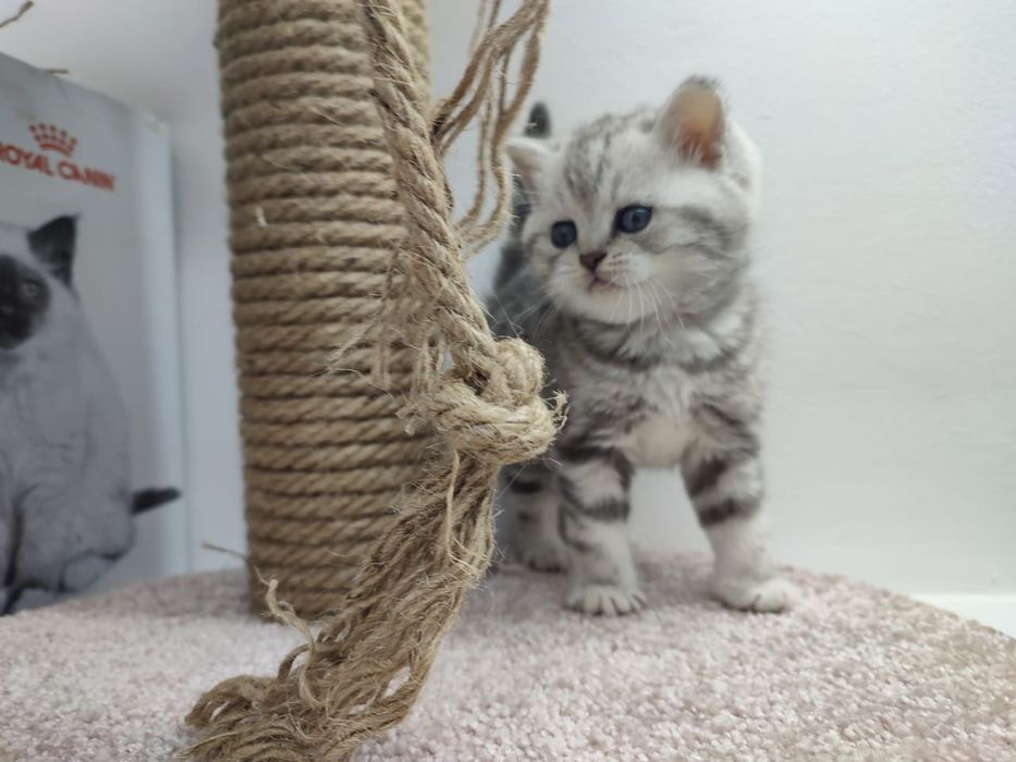 Котята  шотландские _