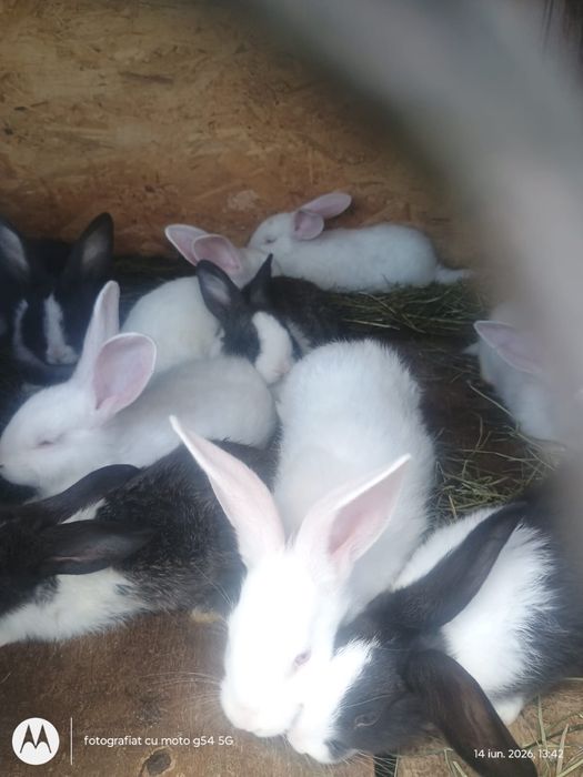 Vând iepurași rasa hycole francez
