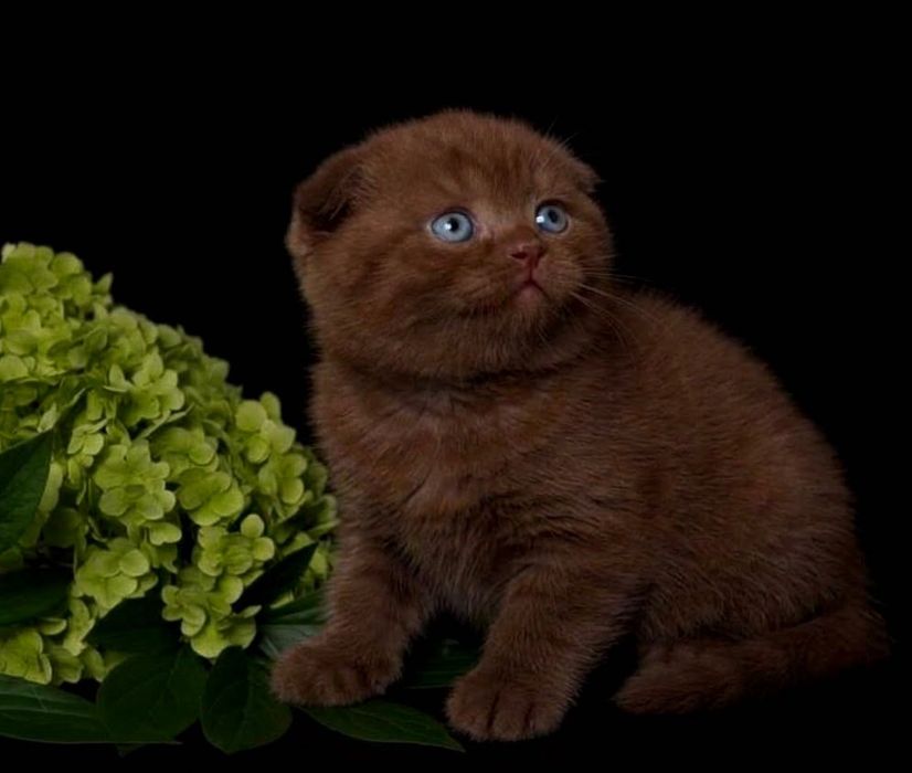 Скоттиш фолд шоколад