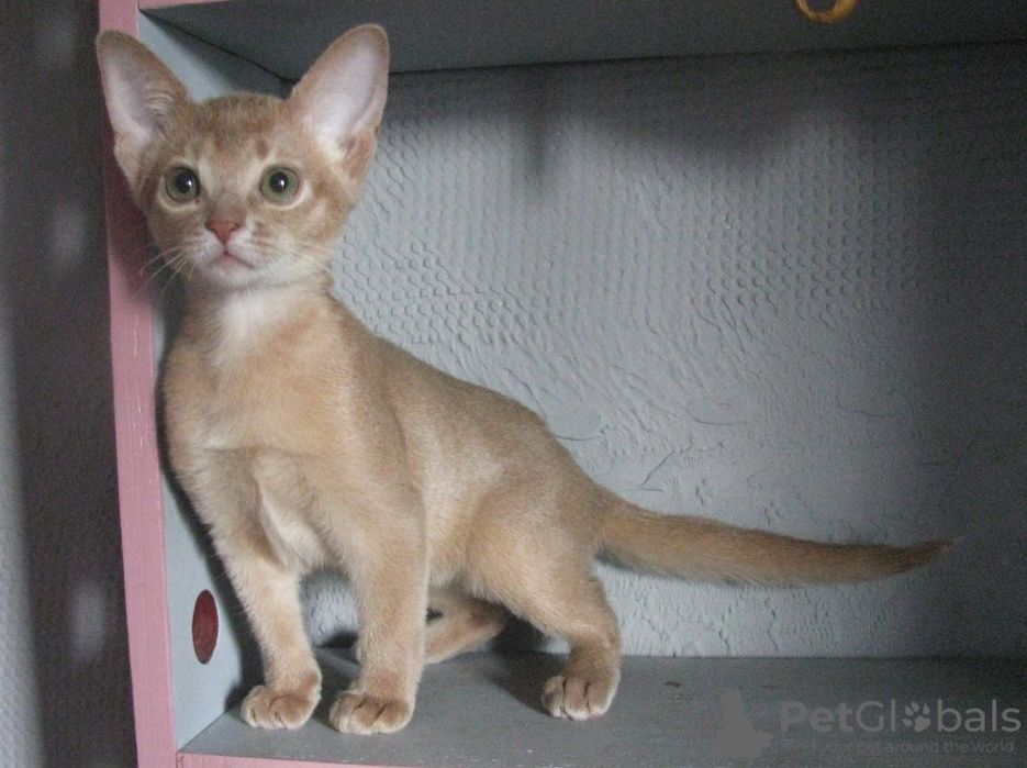 Абиссинские котята бронь