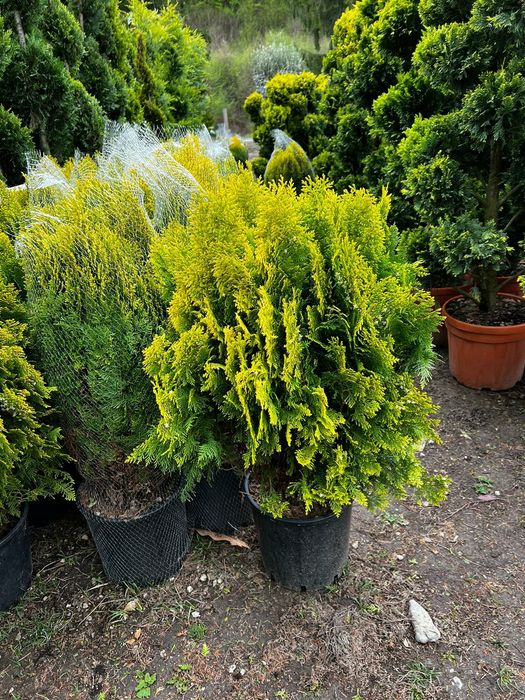 Tuia smarald Leylandii chipaross