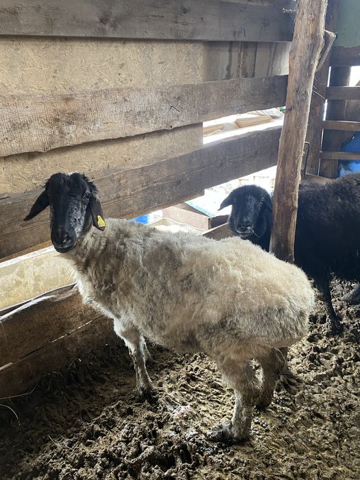 Баран коза козлы