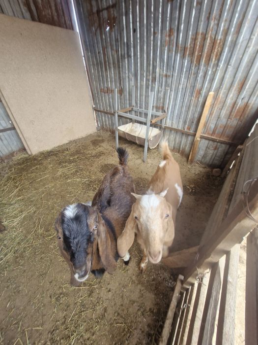 Теке 6 айлык сатылады