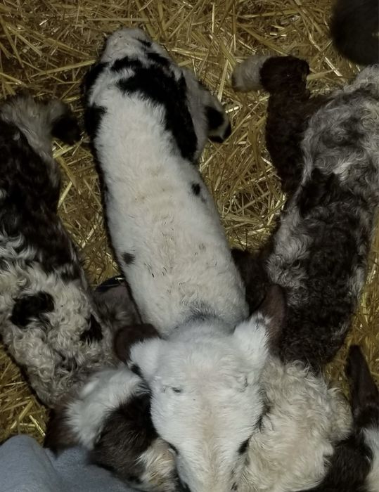 Miei din doi  de cateva zile