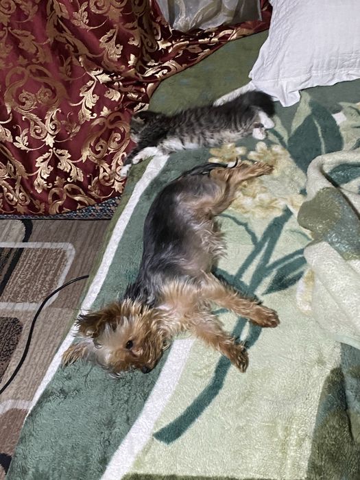 продаётся собачка йорк