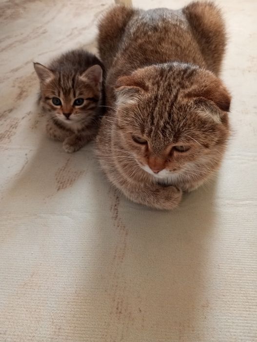 Отдам даром котенка