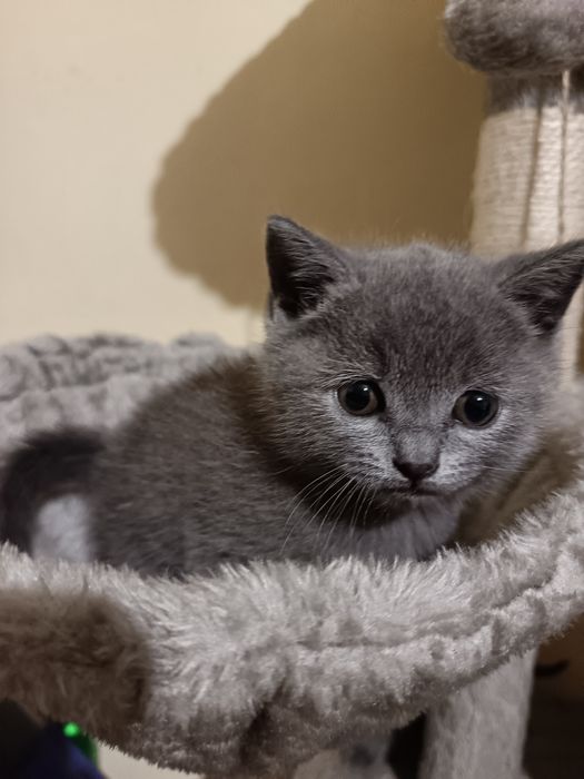 Британски котенца