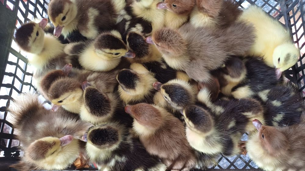 Индаутка балапаны