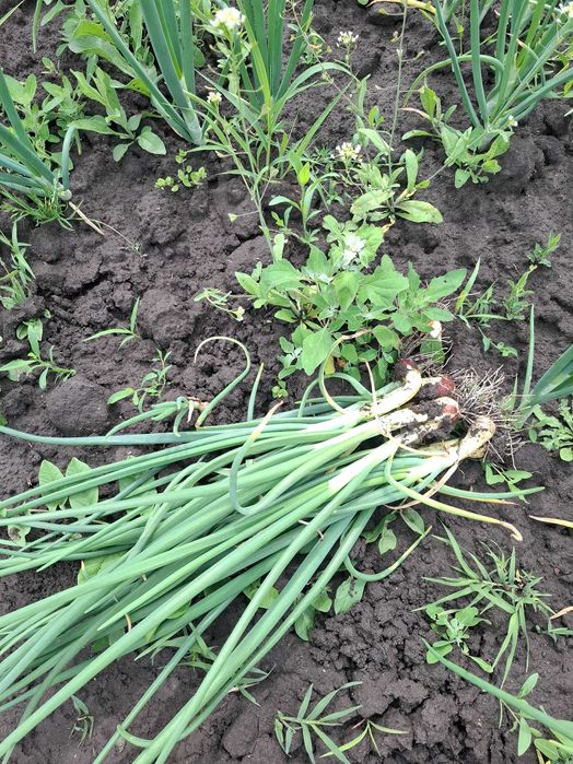 Ceapa verde de vanzare! Detalii la nr 0764501697.