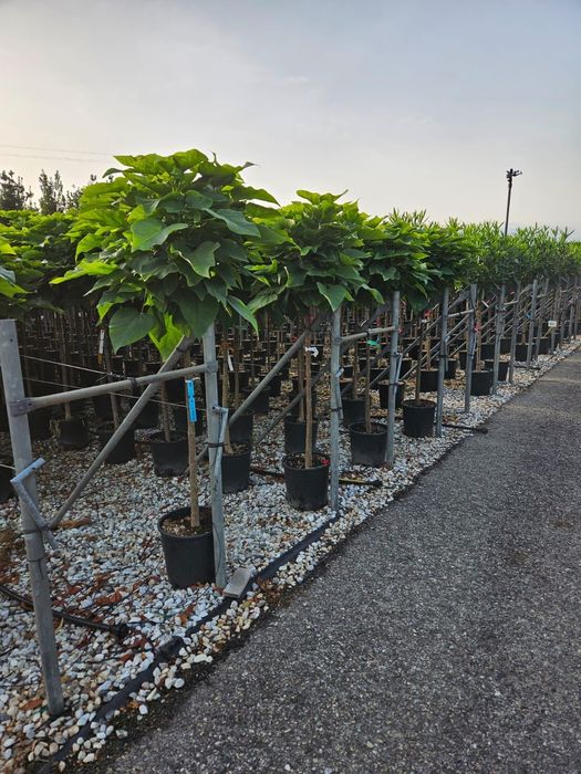 Catalpa globulară transport gratuit