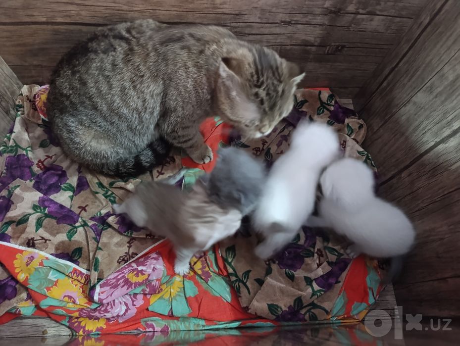 Шотландские котята