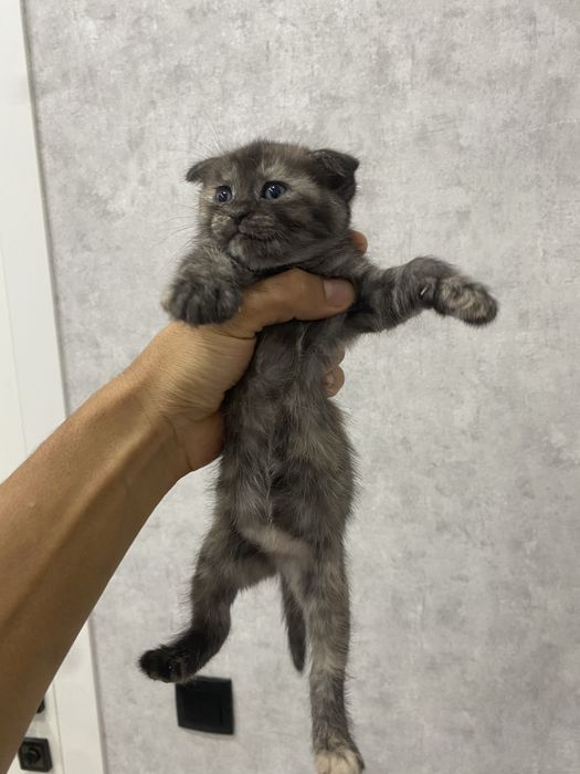 веслоухие шотландцы