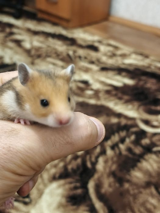 Хомячки сирийские