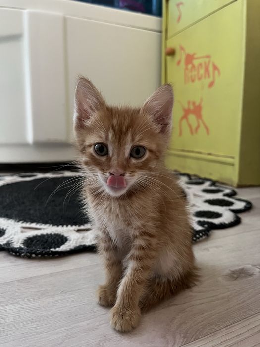 Котенок(мальчик)в добрые руки