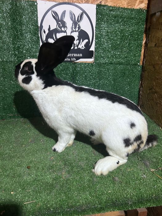 Mascul Fluture German