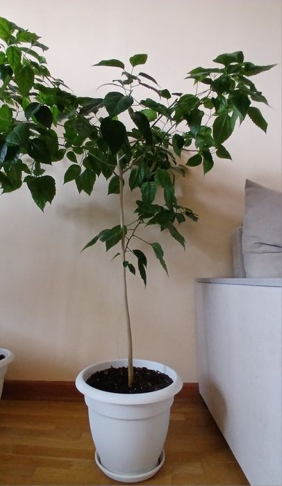 Гибискус китайская роза