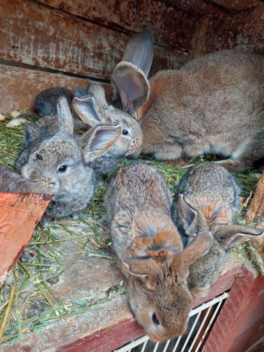 Vând iepurași Urias German