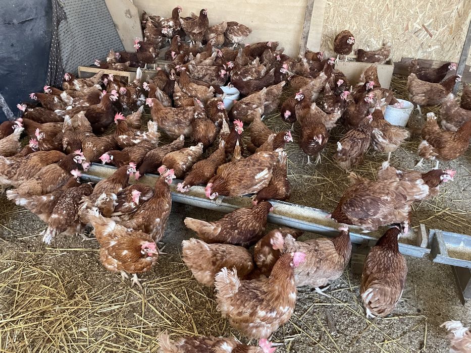 Gaini ouatoare Isa Brown, Aroneanu!