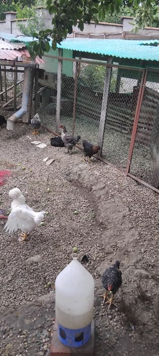 Pui de casa  si boboci rasa polare