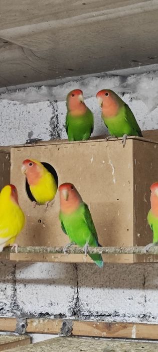 Неразлушка.                .