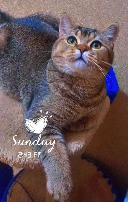 Skottish strayt ogil bola 7oyli