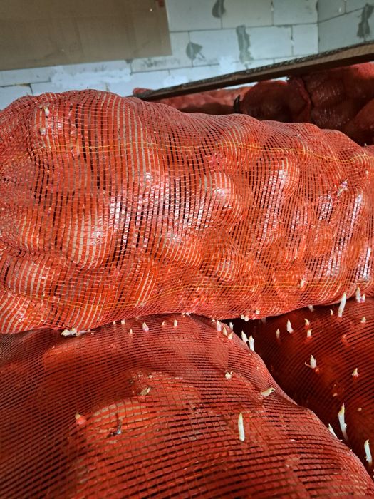 Продам корофель семейнную